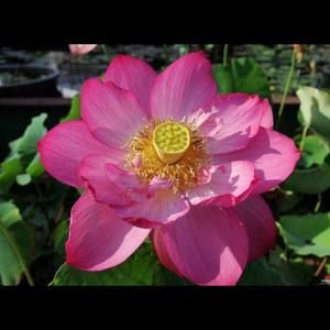 Meet your Posher, Linh